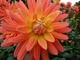 Dahlia "Brandaris"