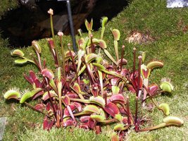 Dionaea   (fot. Joanna Tworek)