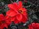 Dahlia "Bishop of Llandaff" o ciemnych liściach i czerwonych kwiatach