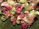 Sarracenia purpurea    (fot. Joanna Tworek)