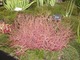 Drosera binata,  pochodzenie Australia   (fot. Joanna Tworek)