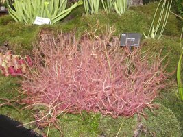 Drosera binata,  pochodzenie Australia   (fot. Joanna Tworek)