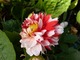 Dalia dwubarwna