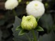 Dahlia "Small World" - pąk kwiatowy