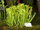 Sarracenia oreophila   (fot. Joanna Tworek)