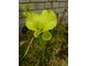 Sarracenia (kapturnica)