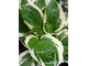 Hosta "Patriot"