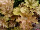 Heuchera