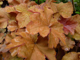 Heuchera