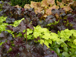 Heuchera