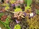 Niesamowicie kolorowe i pomysłowe stoisko hodowcy żurawek na Chelsea Flower Show