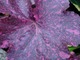 Heuchera "Midnight Rose" 