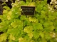 Heuchera "Lime Rickey"