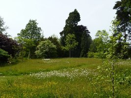 Łąka kwietna mimo, że sztucznie założona przez człowieka, wygląda na naturalną