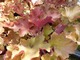 Heuchera "Caramel" 