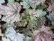 Heuchera "Velvet Night"