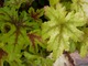 Heucherella (żuraweczka) odmiany  "Sunrice"