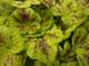 Heuchera "Solar Power"