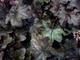 Heuchera "Fire Chief"