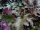 Heuchera "Chocolate Ruffles"