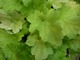 Heuchera "Electric Lime"