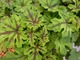 Tiarella "Oregon Trail"