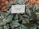 Heucherella "Gunsmoke"