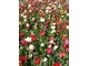 Na powitanie mieszanka odmian tulipanów