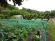 Siatki do ochrony upraw warzywnych przed szkodnikami