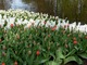 Późniejsze tulipany zakwitną pod koniec kwietnia