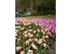 Paskowane tulipany i ciemnofioletowe hiacynty