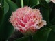 Tulipan "Queensland" ma fryzowane, brzoskwiniowe płatki