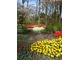 Żółte tulipany ożywiają kompozycję