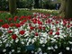 Tulipan "Red Nova" i Anemone blanda "White Splendour"