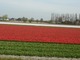 Tulipanowe pola