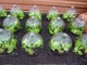Szklane klosze do ochrony warzyw