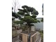Wielkie okazy bonsai z cisa są już dostępne