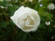 Rosa pimpinellifolia "Double White"