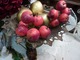 Sztuczne jabłka