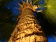 Pień tej palmy został podświetlony dzięki reflektorkom umieszczonym wysoko
