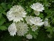 Astrantia major - kwiat z perełkami