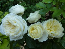 Róża "Crown Princess Mary"