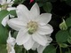 Clematis o białych kwiatach, fot.  Joanna Tworek