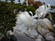 Kilka stopni poniżej zera spowodują, że rozwinięte kwiaty magnolii zrobią się brązowe