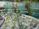 Rośliny sucholubne (agawy), szkło i woda