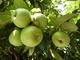 Jeśli działka jest niewielka, to dobrze jest posadzić rośliny o jadalnych owocach, karłową jabłoń, gruszę lub borówki amerykańskie