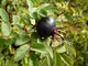 Czarne owoce Rosa pimpinellifolia "Ancient"