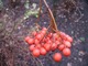 Jarząb pospolity (Sorbus aucuparia) ma kuliste, pomarańczowe lub czerwone owoce