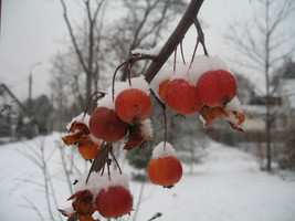 Jabłoń ozdobna (Malus) ma jaskrawe jabłuszka