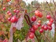 Kalina koralowa (Viburnum opulus)